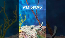 Pez Obispo Oceanario Islas del Rosario. #shorts