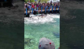 show de tiburones en el oceanario de isla del rosario, cartagena