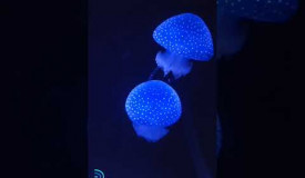 Medusas Azuis no Oceanario de Lisboa