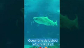 Oceanario Lisbon #aquarium #lisbon #portugal #ocean