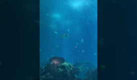 Zonnevis en roggen in het Oceanario