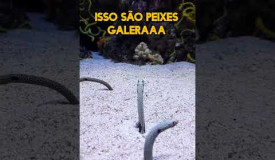 peixes estranhos no oceanario