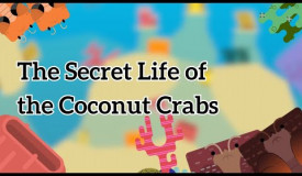 The Secret Life of the Coconut Crabs | Deeeep.io Funny Documentary