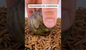 MEALWORMS VS CHERIMOYA #shortvideo #worms #wormszone #wormateio #subscribe #youtubeshorts