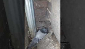 Secret street level bird nest NYC MANHATTAN DEEEP mabhat