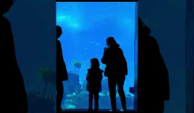 Oceanario Lisbon #aquarium #travel #portugal #cr7 #cyberpunk2077 #anime. Play this game for free on Grizix.com!