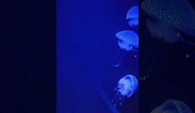 Sayyidul Istighfar @Lisbon Oceanario #travel #zikir #zikiristigfar #lisbon #jellyfish. Play this game for free on Grizix.com!