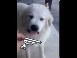 99.99 % of all surviv.io players