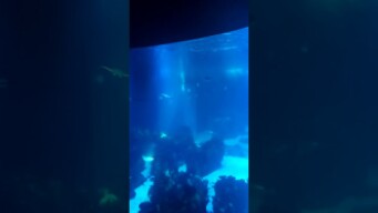 Eu. Em Lisboa  oceanario
