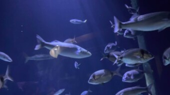 Oceanario Valencia 1 #191