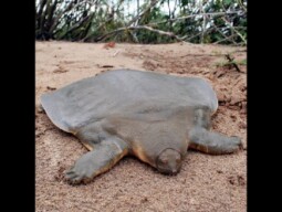 gst is pro in deeeep.io plus clan wars