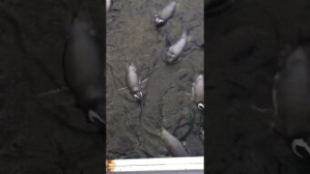 2#video - Oceanario Lisboa