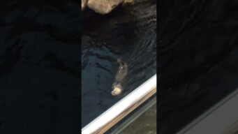 3#video - Oceanario Lisboa