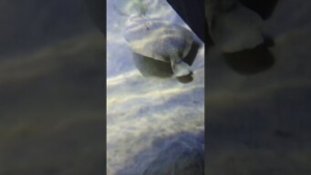 5#video - Oceanario Lisboa