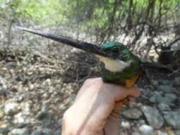 uncut deeeep.io beta