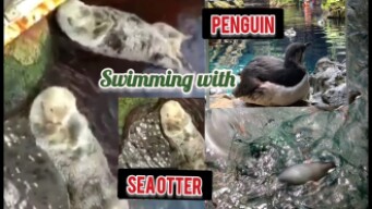 SEA OTTER and PENGUINS at OCEANARIO DE LISBOA PORTUGAL(TRAVEL VLOG 02)