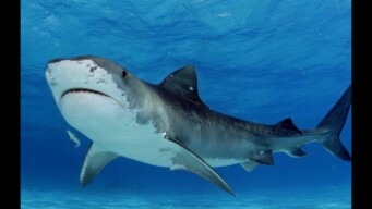 Playing Deeeep io TIGER SHARK PD!