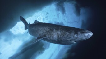 Deeeep. io Sleeper Shark PD!