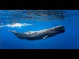 DEEEEP.IO/Partida con el cachalote [1/2]