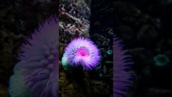 Visiting Lisbon Oceanarium/ Oceanario de Lisboa