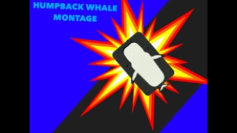 HumpBack Whale Montage - Deeeep.io Vid